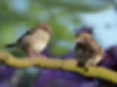 Tiba-tiba Kejatuhan Kotoran Burung, Ini Arti dan Penjelasannya