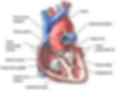 Gambar bagian-bagian jantung dan fungsinya.