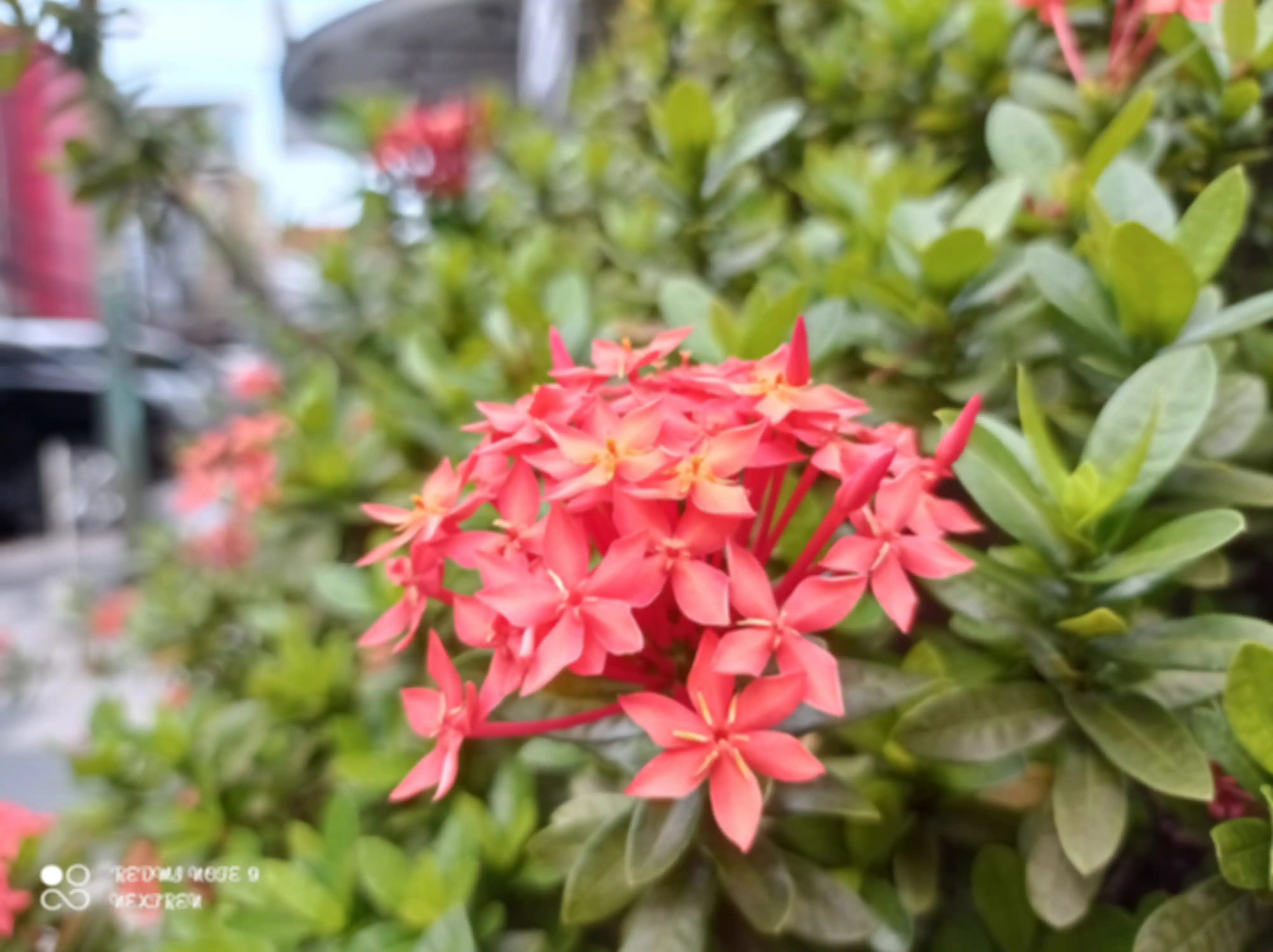 Hasil foto makro 2MP Redmi Note 9