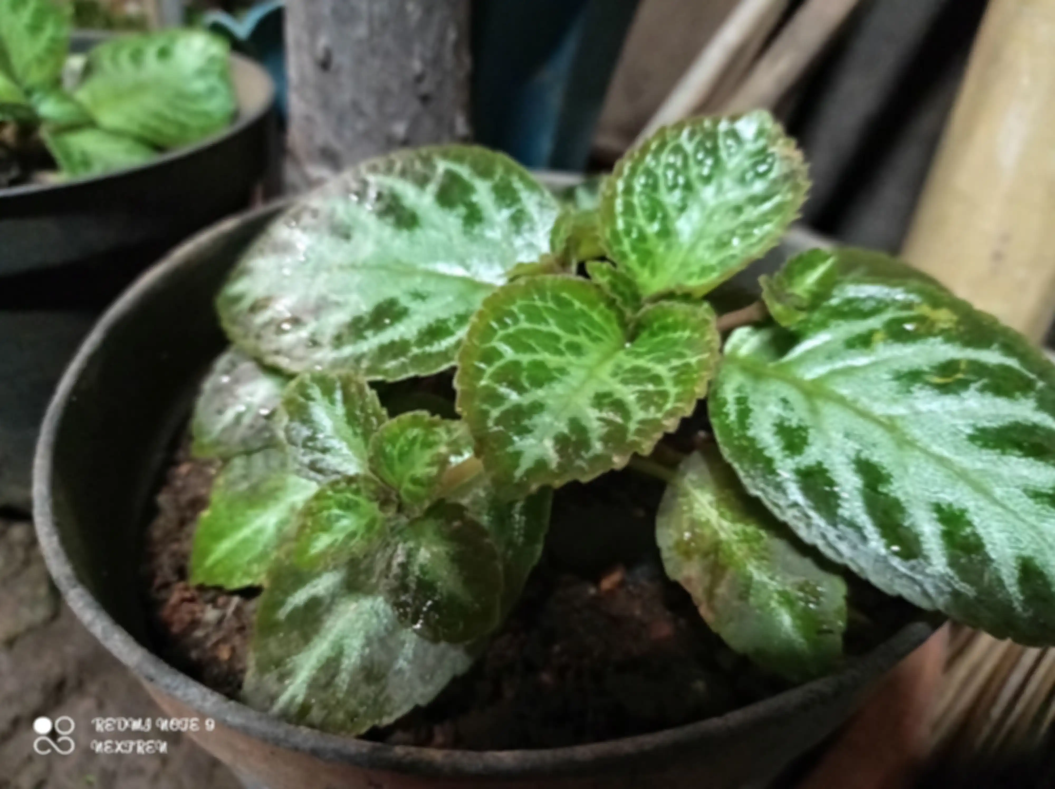 Hasil dengan mode malam di Redmi Note 9