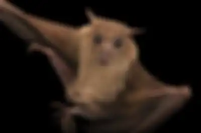 Wabah virus Nipah.