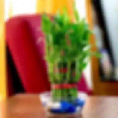 Berikut ini 5 foto tanaman hias yang membawa rezeki di kamar mandi menurut feng shui. Tertarik mengikutinya?