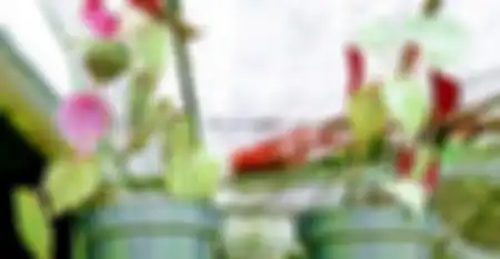 Kandungan kimia yang terkandung dalam sirih merah antara lain; senyawa flavonoid dan polivenol.