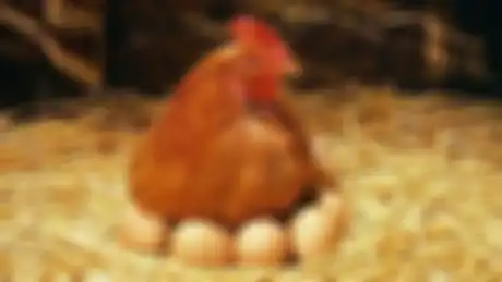 Ilustrasi ayam