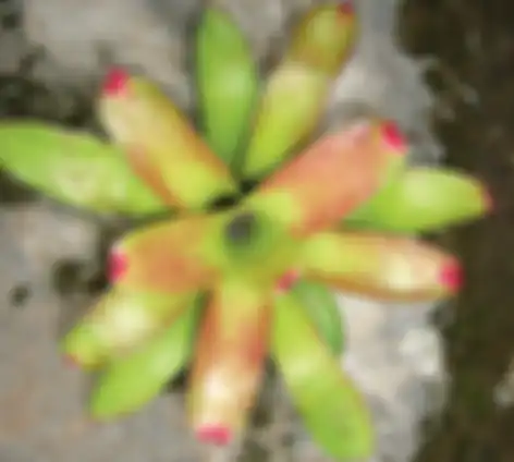 Neoregelia Allure