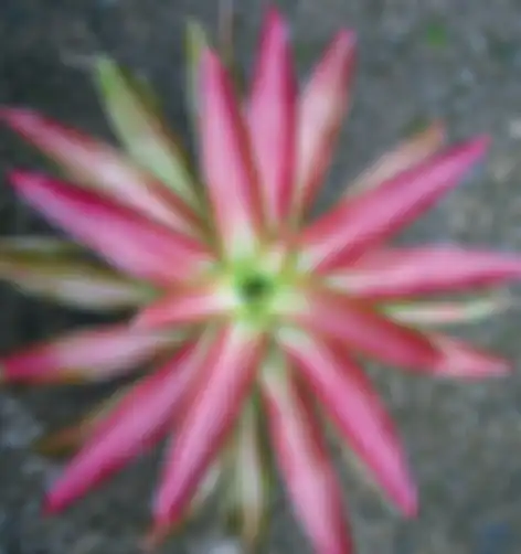 Neoregelia Tricolor Perfecta