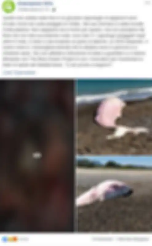 Postingan Greenpeace Italia