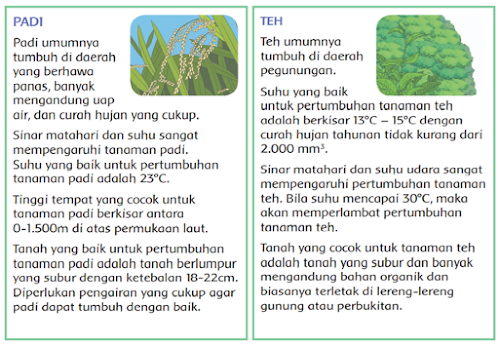 Ini jawaban sebelum menanam tumbuhan tertentu, apa saja yang perlu diperhatikan agar tanaman dapat tumbuh dengan baik.
