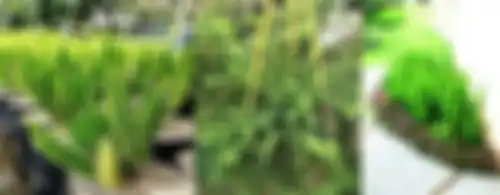 Cara penanaman bisa dikreasikan sesuai selera untuk memperindah taman. 