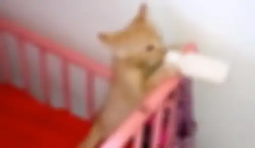 Diperlakukan seperti Bayi Manusia oleh Pemiliknya, Anak Kucing Ini Pegang Botol Minumnya Sendiri Saat Minum Susu