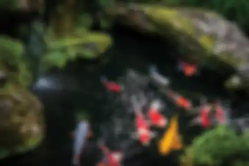 Kolam ikan koi