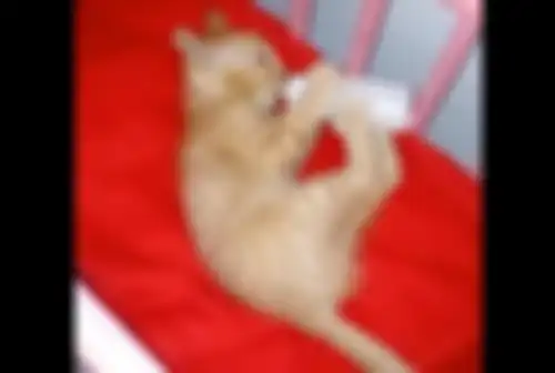 Diperlakukan seperti Bayi Manusia oleh Pemiliknya, Anak Kucing Ini Pegang Botol Minumnya Sendiri Saat Minum Susu