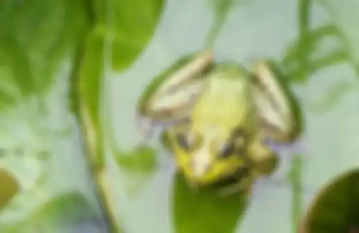Ilustrasi melihat katak