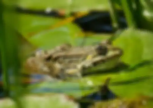 Ilustrasi katak