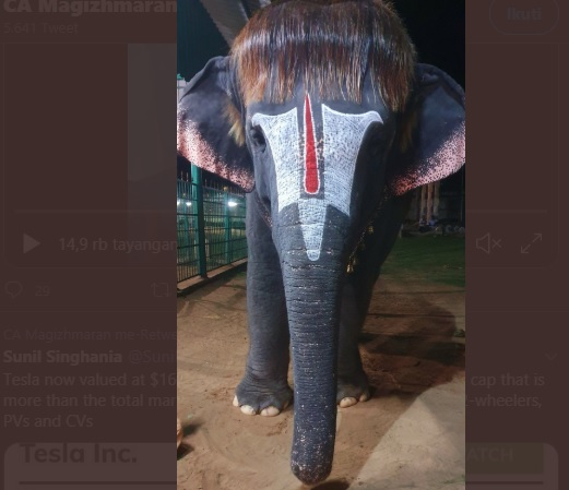 Gajah dengan rambut berponi