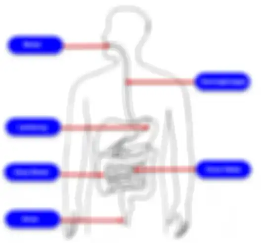 Diagram sistem pencernaan