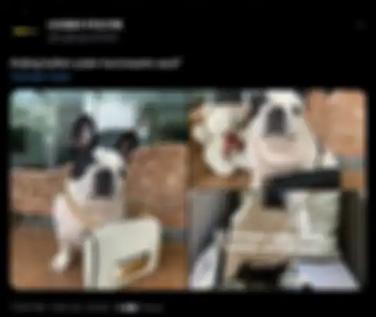 Pamer Anjing Dikalungi Tas Ratusan Juta, Ibu Mario Dandy, Ernie Meike Torondek Diserang Netizen, Sosoknya Terbongkar.