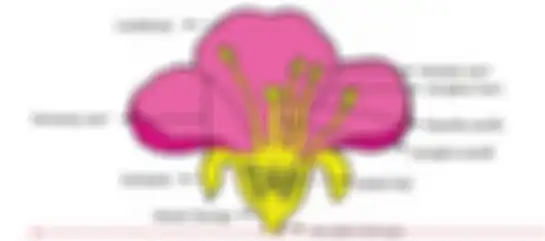 Gambar bunga Kunci jawaban Tema 1 Kelas 6 halaman 6 (Buku Tematik Tema 1 Kelas 6)