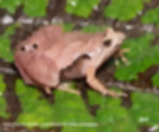 Penemuan Katak Jenis Baru