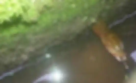 Pria ini menangkapnya ketika hewan ini muncul dari dalam tanah.