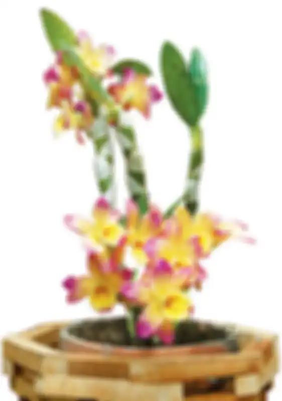 Anggrek spesies cattleya selain bentuknya cantik juga ada yang mengeluarkan aroma wangi