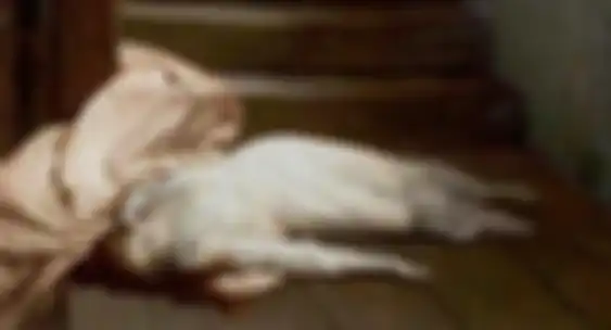 Kisah misteri kematian Amy Robsart.