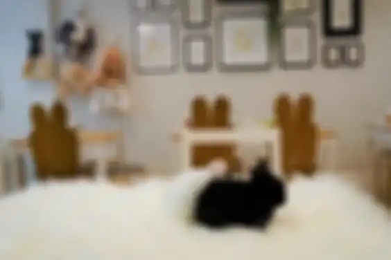 My BunBun Rabbit Cafe