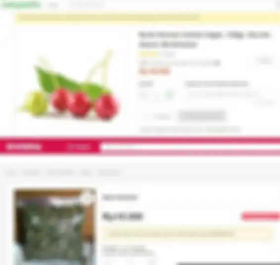 buah kersen dan daun kersen yang berharga jual tinggi