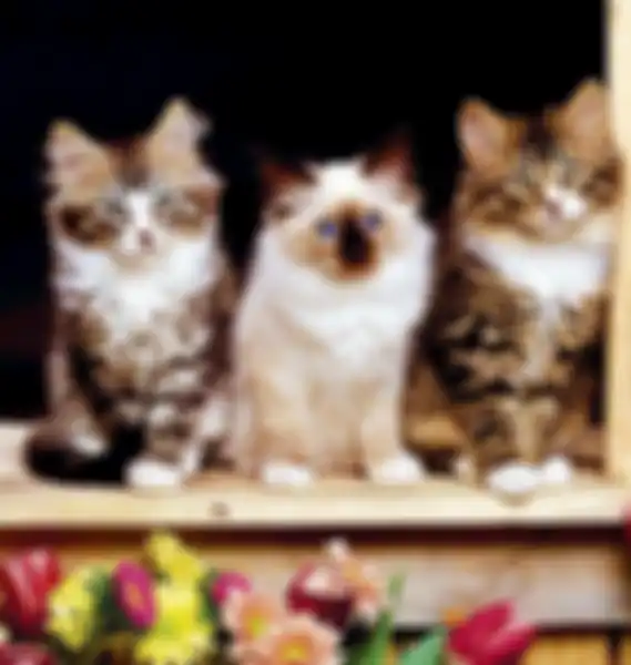 Agar Kucing Tak Kotori Taman