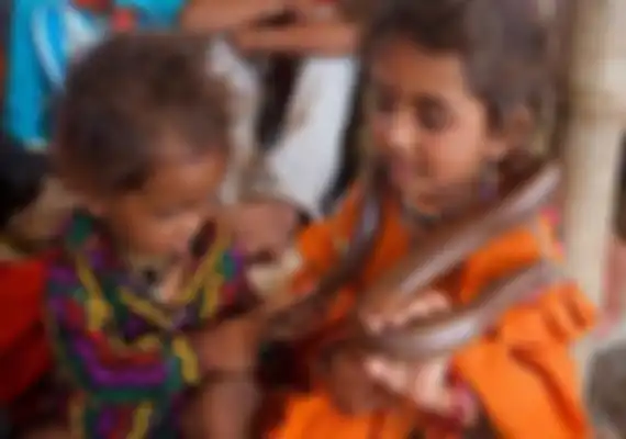 Suku Vadi di India Penakluk Ular Berbisa