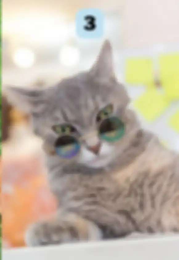 Kucing berkacamata hitam 3
