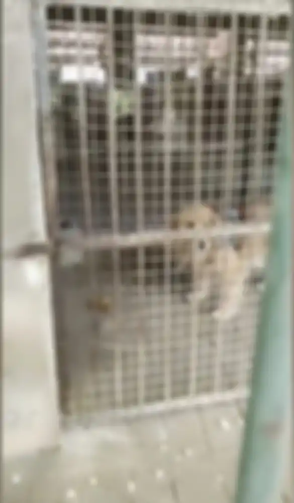 Anjing yang berada di dalam kandang singa itu