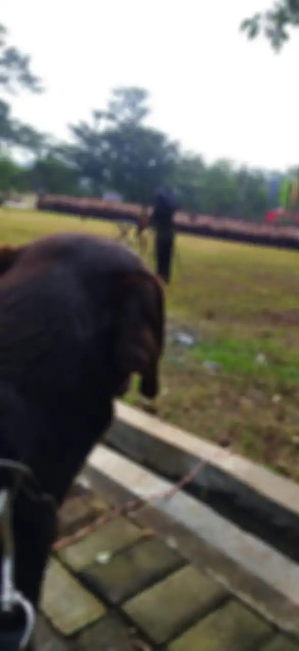 Keahlian Coco di Anjing tim SAR