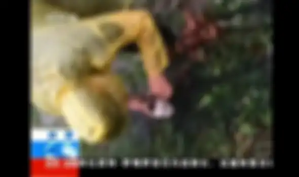 Satu klip menunjukkan seorang peneliti memegang kelelawar tanpa sarung tangan