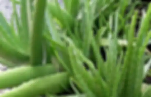 Lidah Buaya