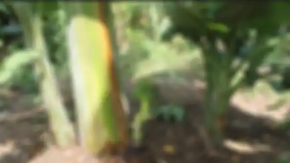 Batang pohon pisang