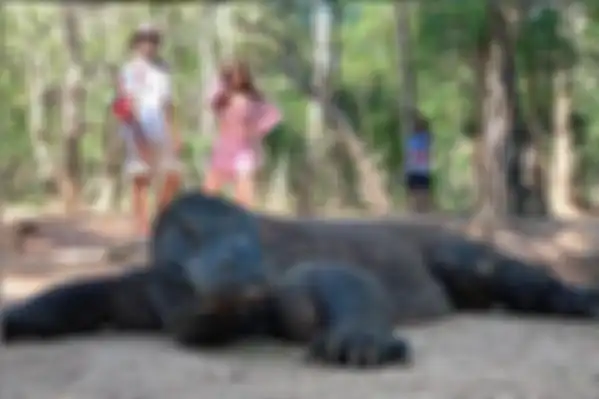BCL di Pulau Komodo