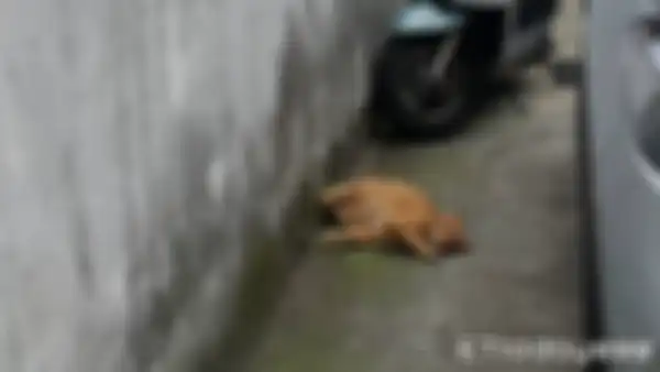 Kucing YiFen, Lulu