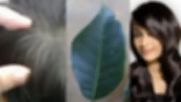 Berikut ini ramuan memusnahkan uban di kepala sekaligus membuat rambut menjadi hitam pekat dengan daun rambutan.