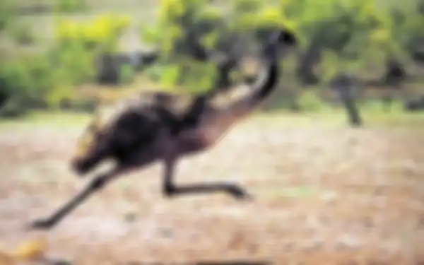 Emu semakin tumbuh besar.