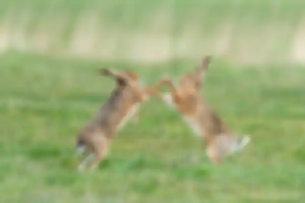 Kelinci menari menjadi salah satu foto finalis dalam Comedy Wildlife Photography Awards 2019.
