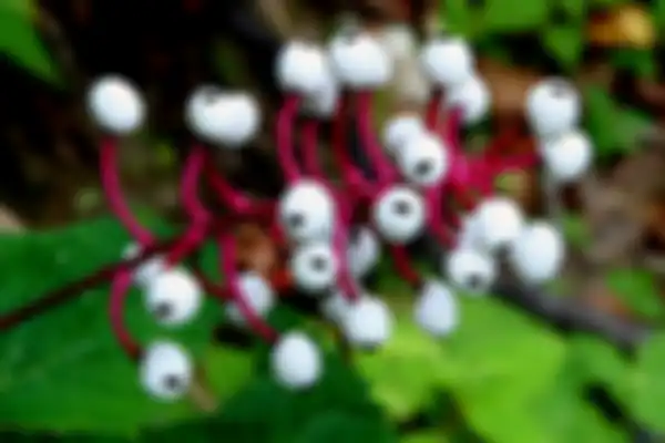 Tanaman Doll's eye 