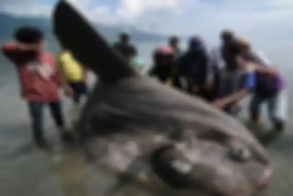 Ikan mola-mola 
