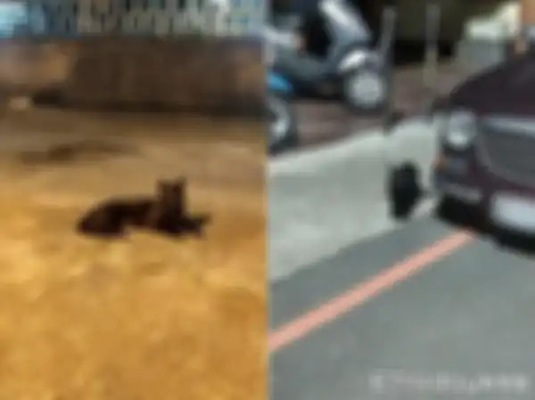 Kucing Hitam yang ditemui YiFen