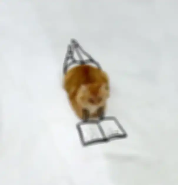 Potret kucing yang dikombinasikan dengan doodle.