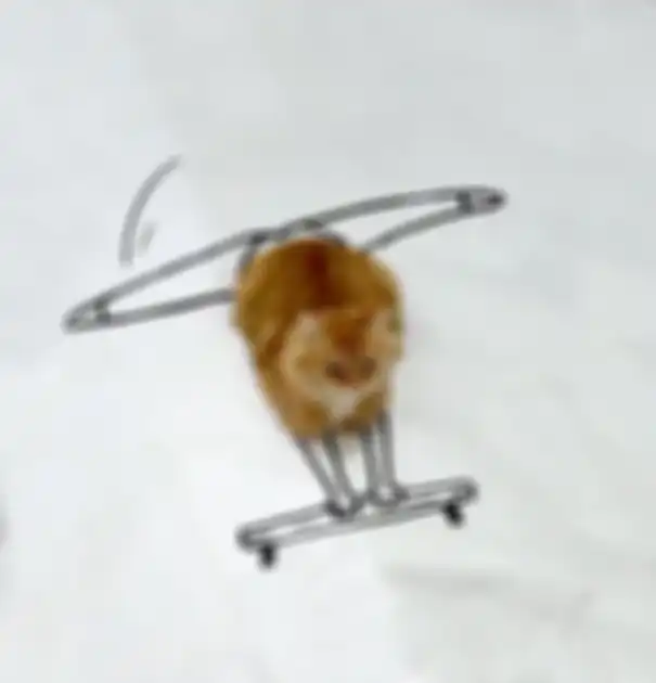 Potret kucing yang dikombinasikan dengan doodle.