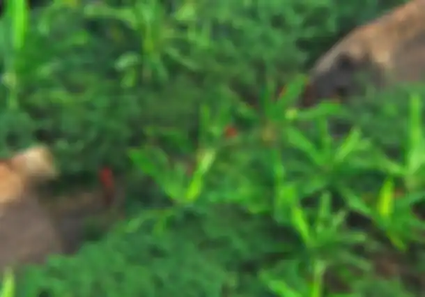 Suku-suku Asli di Hutan Amazon