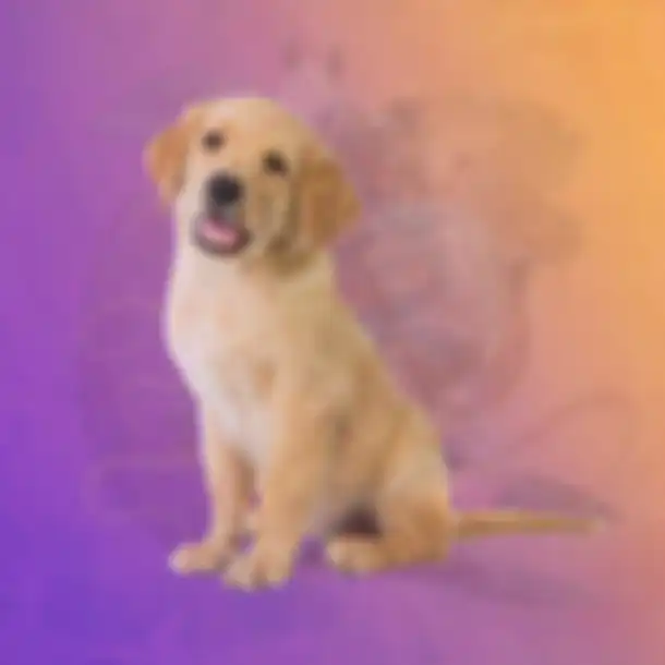 Anjing
