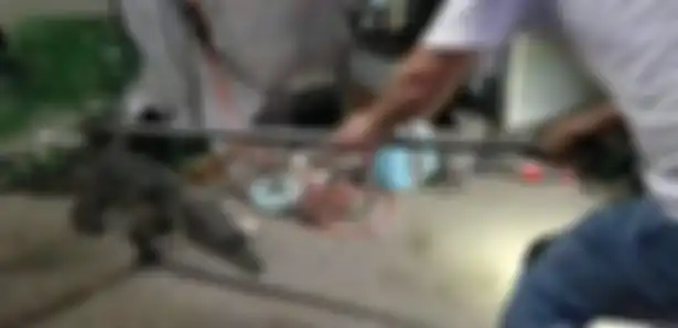 Petugas menangkap buaya tersebut,