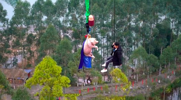 Babi di taman hiburan China.